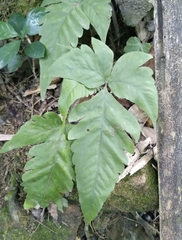 Tectaria subtriphylla