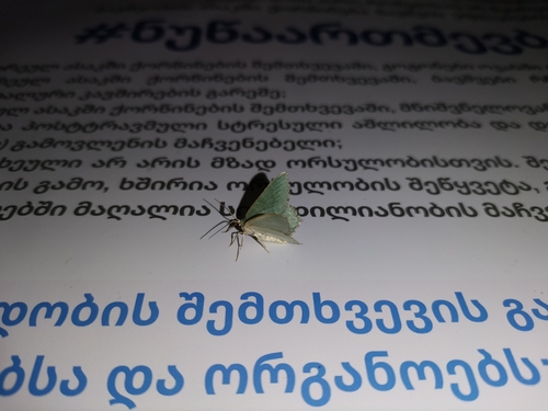 piadivka letná (Hemithea aestivaria)