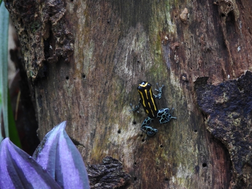 Apuriná Poison Frog
