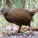 Western Weka - Photo (c) Mark, some rights reserved (CC BY), uploaded by Mark