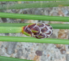 Eleocharis montevidensis