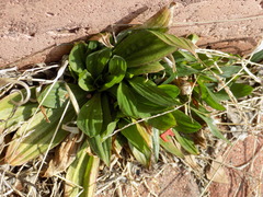 Plantago lanceolata