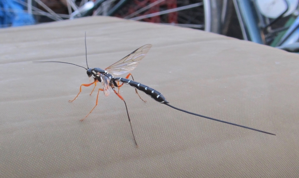 Rhyssa alaskensis