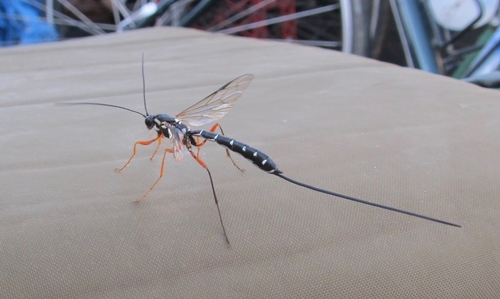Rhyssa alaskensis