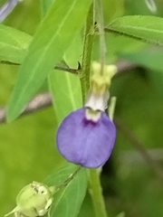 Sinaloa Silvestre, CC0, iNaturalist via GBIF Pombalia glabra, photograph Sinaloa Silvestre, CC0, iNaturalist via GBIF
