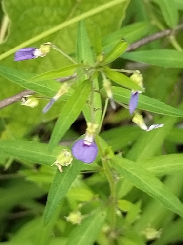 Pombalia glabra, photograph 2