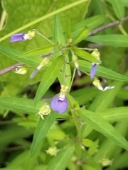 Sinaloa Silvestre, CC0, iNaturalist via GBIF Pombalia glabra, photograph Sinaloa Silvestre, CC0, iNaturalist via GBIF
