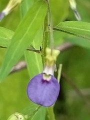 Sinaloa Silvestre, CC0, iNaturalist via GBIF Pombalia glabra, photograph Sinaloa Silvestre, CC0, iNaturalist via GBIF