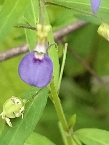 Pombalia glabra, photograph 4