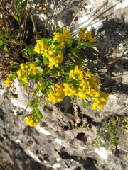 Perityle lindheimeri