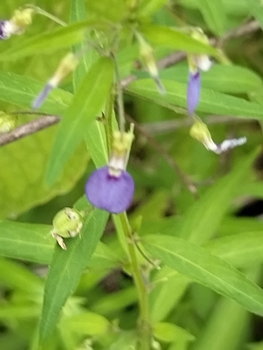 Pombalia glabra, photograph 5