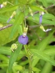 Sinaloa Silvestre, CC0, iNaturalist via GBIF Pombalia glabra, photograph Sinaloa Silvestre, CC0, iNaturalist via GBIF