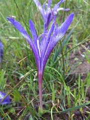 Iris douglasiana