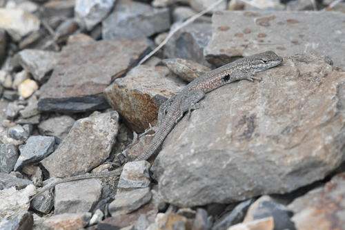 iNaturalist observation photo of Common Side-blotched Lizard