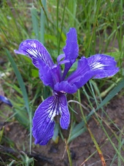 Iris douglasiana