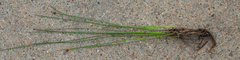 Eleocharis montevidensis