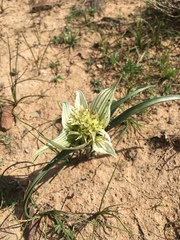 Colchicum melanthoides
