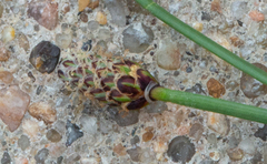 Eleocharis montevidensis