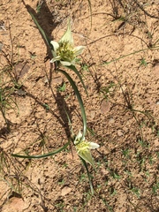 Colchicum melanthoides