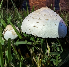 Chlorophyllum molybdites image