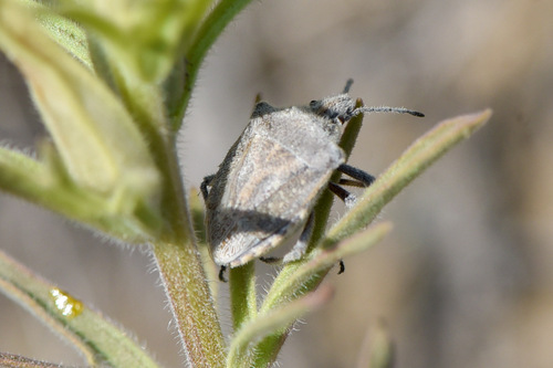 Prionosoma podopioides