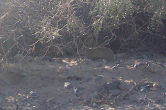 Microcavia australis