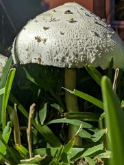 Chlorophyllum molybdites image