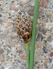 Eleocharis montevidensis