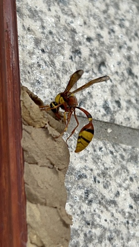 Okinawa Mud Wasp