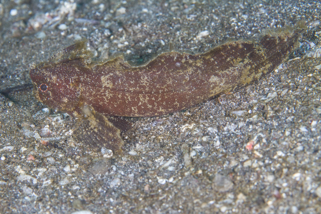 Si l'image tarde � s'afficher, cliquez sur le lien