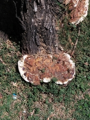 Polyporaceae