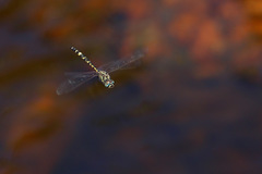 Hemicordulia intermedia