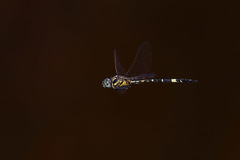 Hemicordulia superba