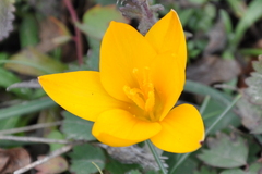Crocus angustifolius