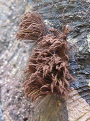 Stemonitis axifera