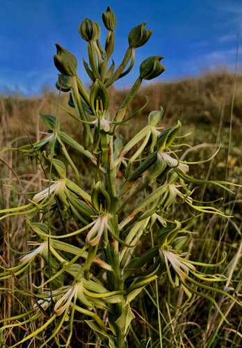 Kilimanjaro Woodorchid (Bonatea volkensiana)