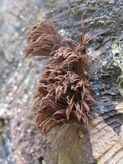 Stemonitis axifera