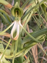 Bonatea volkensiana image