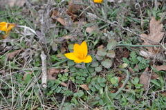 Crocus angustifolius