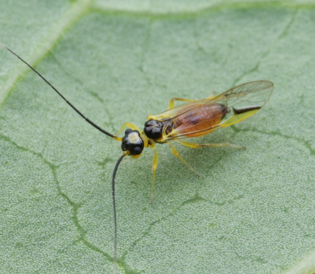 Neostenopsocus