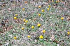 Crocus angustifolius