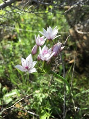 Allium praecox