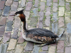 Podiceps cristatus