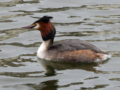 Podiceps cristatus