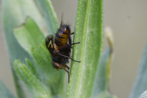 Oestrophasia clausa