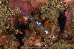 Nembrotha