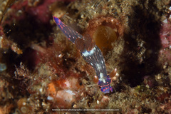 Nembrotha