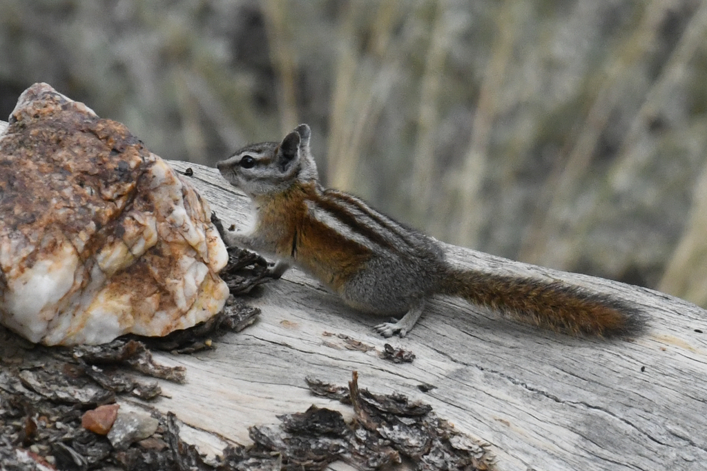 Panamint Chipmunk