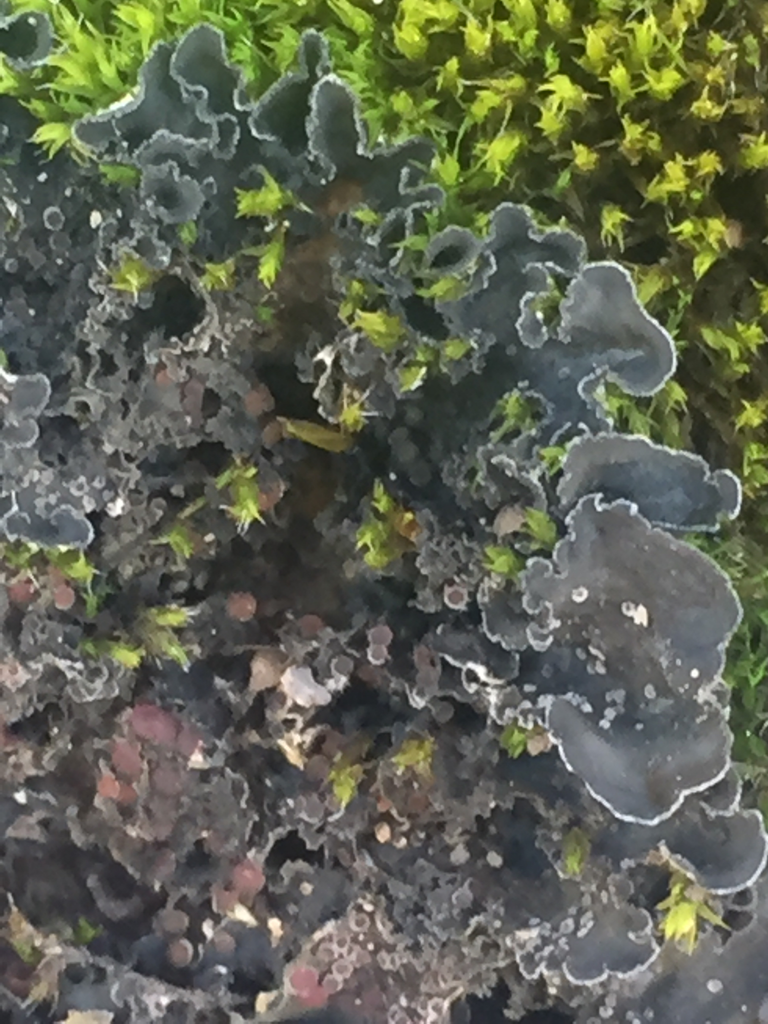 Leptochidium albociliatum image