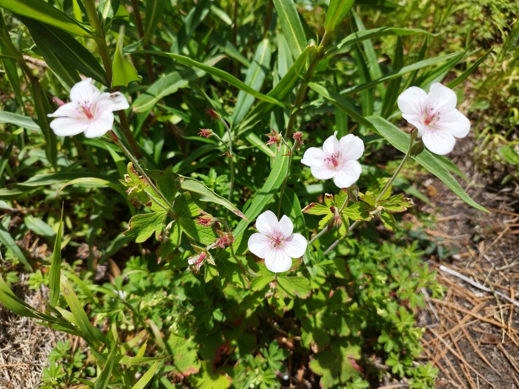 Geranium latum